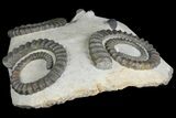 Plate of Three Devonian Ammonite (Anetoceras) Fossils - Morocco #136000-4